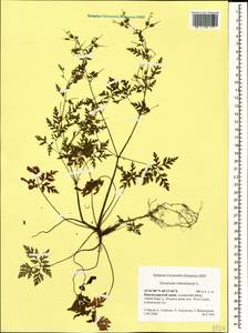 Geranium robertianum L., Caucasus, Krasnodar Krai & Adygea (K1a) (Russia)