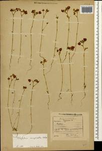 Trifolium campestre Schreb., Caucasus, Georgia (K4) (Georgia)