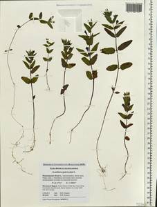 Scutellaria galericulata L., Eastern Europe, Northern region (E1) (Russia)