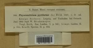 Physcomitrium pyriforme (Hedw.) Brid., Bryophytes, Bryophytes - Western Europe (BEu) (Germany)