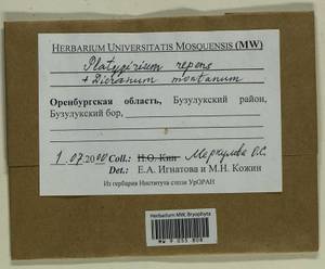 Platygyrium repens (Brid.) Schimp., Bryophytes, Bryophytes - South Urals (B14) (Russia)