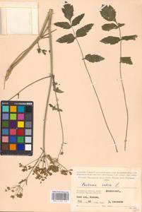 Pastinaca sativa L., Eastern Europe, Moscow region (E4a) (Russia)