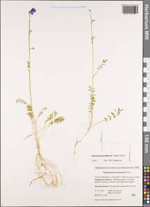 Polemonium caeruleum subsp. laxiflorum (Regel) Koji Ito, Siberia, Russian Far East (S6) (Russia)