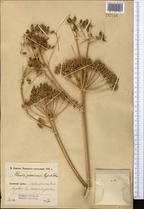 Ferula penninervis Regel & Schmalh., Middle Asia, Pamir & Pamiro-Alai (M2) (Kyrgyzstan)