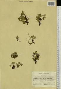 Potentilla acaulis L., Siberia, Altai & Sayany Mountains (S2) (Russia)