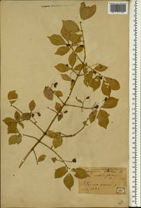 Euonymus alatus (Thunb.) Siebold, South Asia, South Asia (Asia outside ex-Soviet states and Mongolia) (ASIA) (Japan)