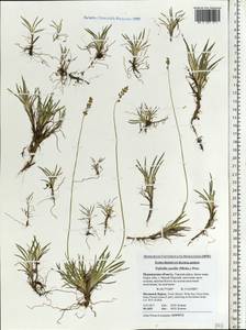 Tofieldia pusilla (Michx.) Pers., Eastern Europe, Northern region (E1) (Russia)