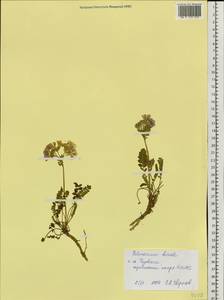 Polemonium boreale Adams, Siberia, Western Siberia (S1) (Russia)