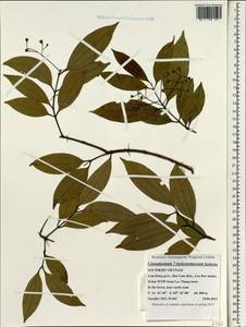 Cinnamomum melastomataceum Kosterm., South Asia, South Asia (Asia outside ex-Soviet states and Mongolia) (ASIA) (Vietnam)