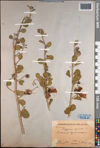 Capparis spinosa, Middle Asia, Syr-Darian deserts & Kyzylkum (M7) (Uzbekistan)