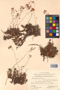 Saxifraga bronchialis L., Siberia, Russian Far East (S6) (Russia)