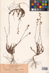 Limonium suffruticosum (L.) Kuntze, Eastern Europe, Middle Volga region (E8) (Russia)