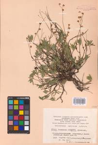 Helianthemum rupifragum A. Kern., Eastern Europe, Eastern region (E10) (Russia)