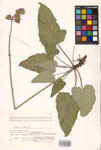 MHA 0 156 217, Salvia nutans L., Eastern Europe, Lower Volga region (E9) (Russia)