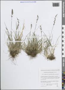 Koeleria spicata subsp. spicata, Siberia, Russian Far East (S6) (Russia)