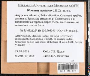 Dicranum spadiceum J.E. Zetterst., Bryophytes, Bryophytes - Russian Far East (excl. Chukotka & Kamchatka) (B20) (Russia)