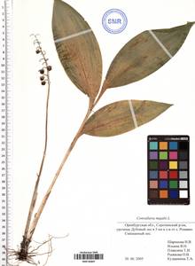 Convallaria majalis L., Eastern Europe, Eastern region (E10) (Russia)