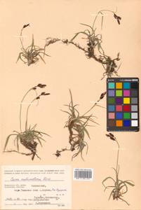 Carex microchaeta subsp. nesophila (Holm) D.F.Murray, Siberia, Chukotka & Kamchatka (S7) (Russia)