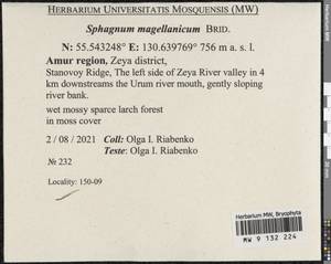 Sphagnum magellanicum Brid., Bryophytes, Bryophytes - Russian Far East (excl. Chukotka & Kamchatka) (B20) (Russia)