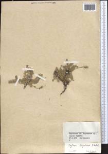 Oxytropis trajectorum B.Fedtsch., Middle Asia, Western Tian Shan & Karatau (M3) (Kyrgyzstan)