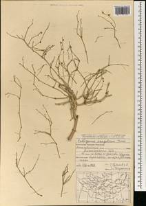 Calligonum mongolicum Turcz., Mongolia (MONG) (Mongolia)