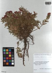 KUZ 000 841, Trifolium lupinaster L., Siberia, Altai & Sayany Mountains (S2) (Russia)