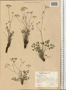Pimpinella tragium Vill., Eastern Europe, South Ukrainian region (E12) (Ukraine)