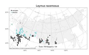 Leymus racemosus (Lam.) Tzvelev, Atlas of the Russian Flora (FLORUS) (Russia)