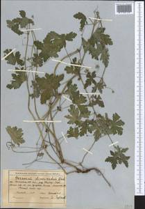 Geranium divaricatum Ehrh., Middle Asia, Northern & Central Tian Shan (M4) (Kazakhstan)