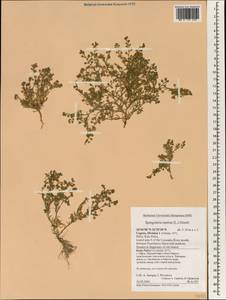 Spergularia marina (L.) Besser, South Asia, South Asia (Asia outside ex-Soviet states and Mongolia) (ASIA) (Cyprus)
