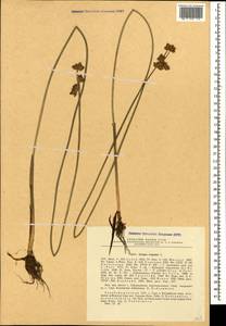 Schoenoplectus triqueter (L.) Palla, Caucasus, Azerbaijan (K6) (Azerbaijan)