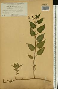 Solanum dulcamara L., Eastern Europe, Central forest-and-steppe region (E6) (Russia)