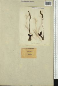 Spiranthes spiralis (L.) Chevall., Western Europe (EUR) (Italy)