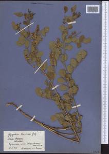 Glycyrrhiza uralensis Fisch., Middle Asia, Caspian Ustyurt & Northern Aralia (M8) (Kazakhstan)