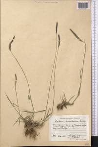 Hordeum brevisubulatum (Trin.) Link, Middle Asia, Northern & Central Tian Shan (M4) (Kyrgyzstan)