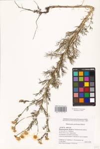 Tripleurospermum inodorum (L.) Sch.-Bip, Eastern Europe, Central forest-and-steppe region (E6) (Russia)