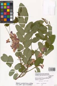 Robinia neomexicana A.Gray, Eastern Europe, Moscow region (E4a) (Russia)