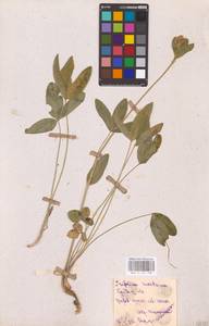 Trifolium montanum L., Eastern Europe, Middle Volga region (E8) (Russia)