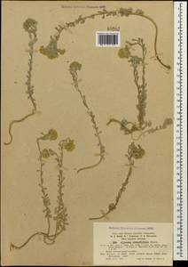 Odontarrhena obtusifolia (Steven ex DC.) C. A. Mey., Caucasus, Krasnodar Krai & Adygea (K1a) (Russia)