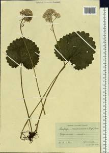 Micranthes manchuriensis (Engl.) Gornall & H. Ohba, Siberia, Russian Far East (S6) (Russia)