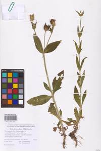 Silene latifolia subsp. alba (Mill.) Greuter & Burdet, Eastern Europe, Rostov Oblast (E12a) (Russia)