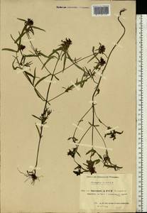 Melampyrum cristatum L., Eastern Europe, Eastern region (E10) (Russia)
