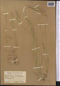 Aegilops triuncialis L., Middle Asia, Karakum (M6) (Turkmenistan)
