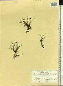 Carex lachenalii subsp. lachenalii, Siberia, Central Siberia (S3) (Russia)