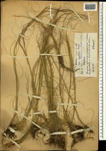Stipa sareptana A.K.Becker, Caucasus, Armenia (K5) (Armenia)