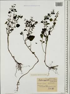 Clinopodium menthifolium, Caucasus, Georgia (K4) (Georgia)