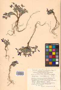 Oxytropis nigrescens (Pall.) Fisch. ex DC., Siberia, Chukotka & Kamchatka (S7) (Russia)