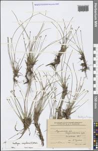 Trichophorum cespitosum (L.) Hartm., Eastern Europe, Northern region (E1) (Russia)