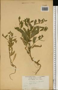 Euclidium syriacum (L.) W.T. Aiton, Eastern Europe, Central forest-and-steppe region (E6) (Russia)
