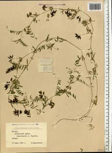 Vicia hirsuta (L.)Gray, Eastern Europe, Latvia (E2b) (Latvia)